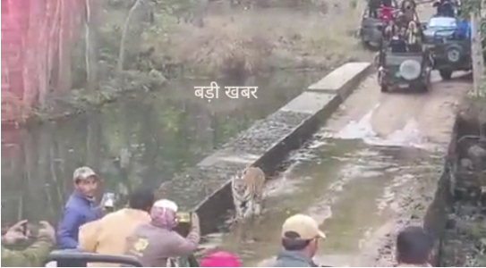 पन्ना टाइगर रिजर्व में बाघिन अपने चार शावकों के साथ पहुँची पर्यटकों के पास 1 cjah