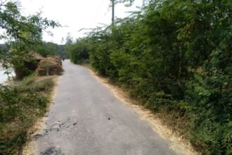 Road के किनारे उगीं कटीली झाड़ियॉं