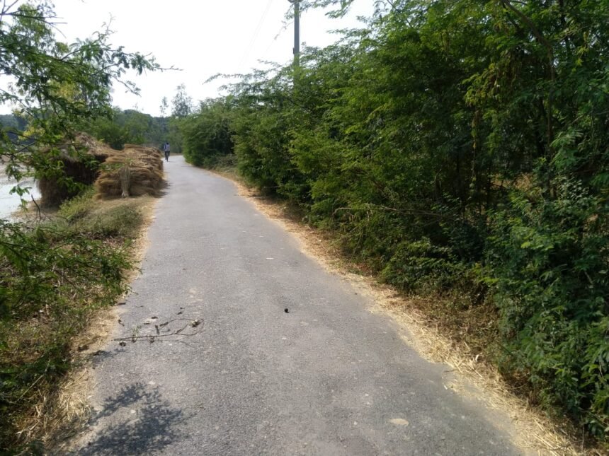 Road के किनारे उगीं कटीली झाड़ियॉं