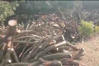 Illegal रुप से काट रहे पेड़