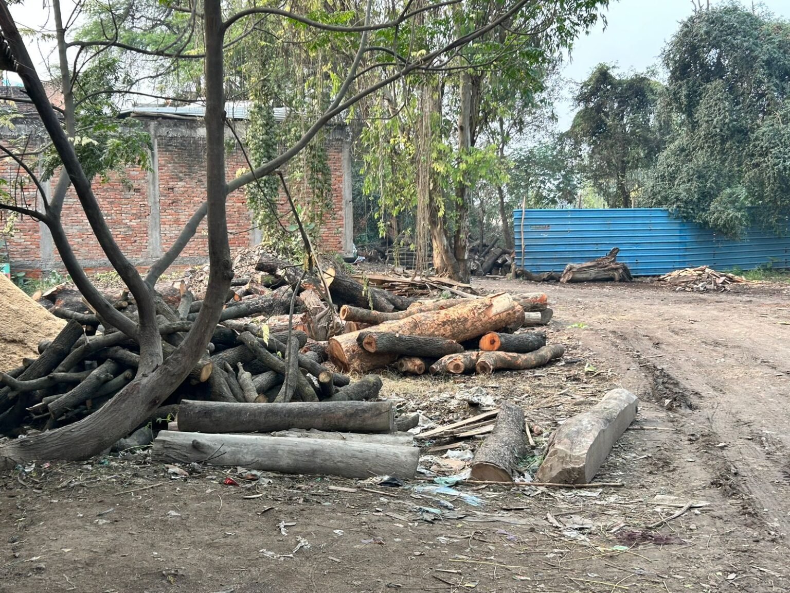llegal wood trade