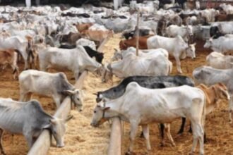 Aunjhar Gaushala के कर्मचारियों को नहीं मिला वेतन