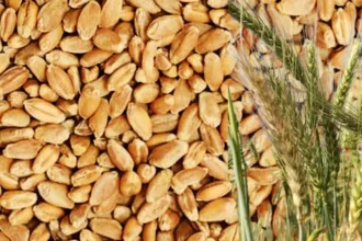 गेहूँ खरीद हेतु Online Registration प्रारम्भ