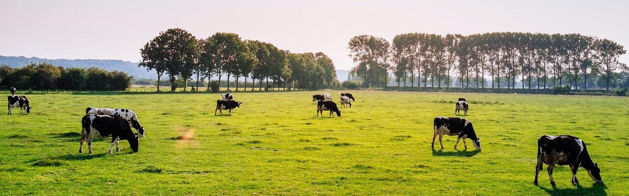 aanchalikkhabre.com Russia Pastureचारागाह