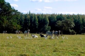 Pasture(चारागाह) की जमीन पर फर्जीवाड़ा