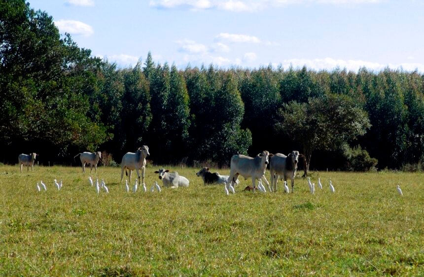 Pasture(चारागाह) की जमीन पर फर्जीवाड़ा