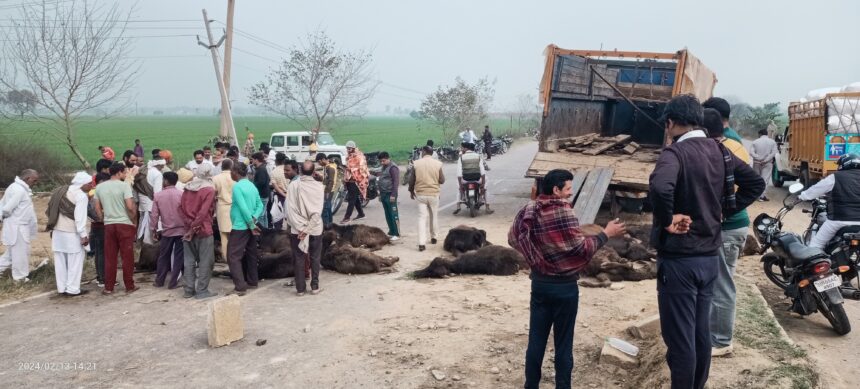 Animal smuggling is going on in full swing in Haryana.