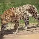 aanchalikkhabre.com Predatory Animals