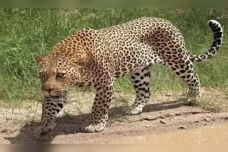 aanchalikkhabre.com Predatory Animals