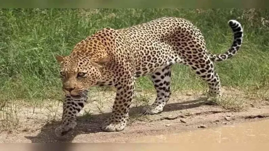 aanchalikkhabre.com Predatory Animals
