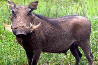 aanchalikkhabre.com Wild Pig.jpg1