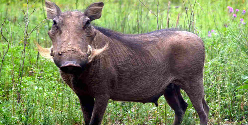 aanchalikkhabre.com Wild Pig.jpg1