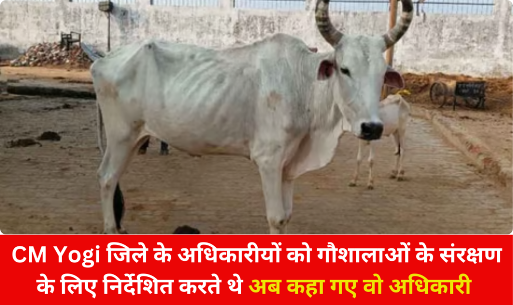 Chitrakoot News: 2 माह के भरण पोषण से 8 महीने कैसे चलेंगी ग्राम पंचायतों की स्थाई गौशालाएं 3 Chitrakoot News: 2 माह के भरण पोषण से 8 महीने कैसे चलेंगी ग्राम पंचायतों की स्थाई गौशालाएं