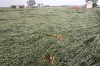 बे मौसम Rain (बारिश) और चली तेज हवा से किसानों को भारी नुकसान