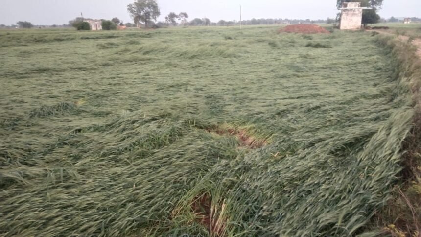 बे मौसम Rain (बारिश) और चली तेज हवा से किसानों को भारी नुकसान