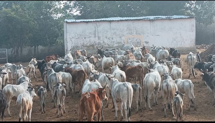 Chitrakoot News: 2 माह के भरण पोषण से 8 महीने कैसे चलेंगी ग्राम पंचायतों की स्थाई गौशालाएं 2 Chitrakoot News: 2 माह के भरण पोषण से 8 महीने कैसे चलेंगी ग्राम पंचायतों की स्थाई गौशालाएं