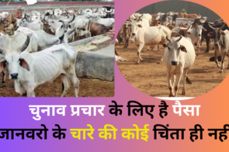 Chitrakoot News: 2 माह के भरण पोषण से 8 महीने कैसे चलेंगी ग्राम पंचायतों की स्थाई गौशालाएं
