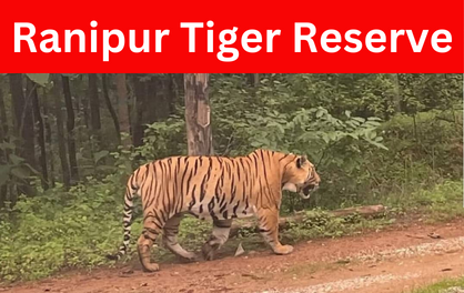 डीएम चित्रकूट की अध्यक्षता में Ranipur Tiger Reserve की व्यवस्थाओं के संबंध में बैठक कलेक्ट्रेट सभागार में संपन्न हुई