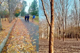 Why do Leaves Fall: क्या आपको पता है? पतझड़ में पेड़ों के सारे पत्ते क्यों झड जाते है