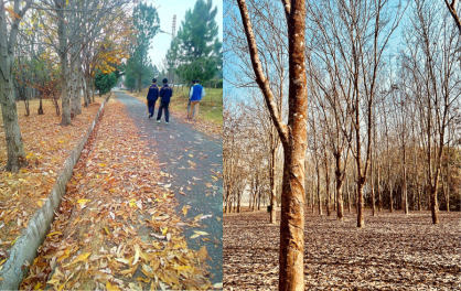 Why do Leaves Fall: क्या आपको पता है? पतझड़ में पेड़ों के सारे पत्ते क्यों झड जाते है