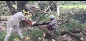 Forest department