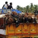 Cattle Transporters