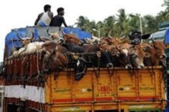 Cattle Transporters