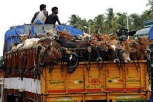 Cattle Transporters