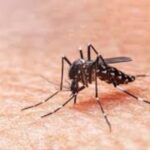 Dengue