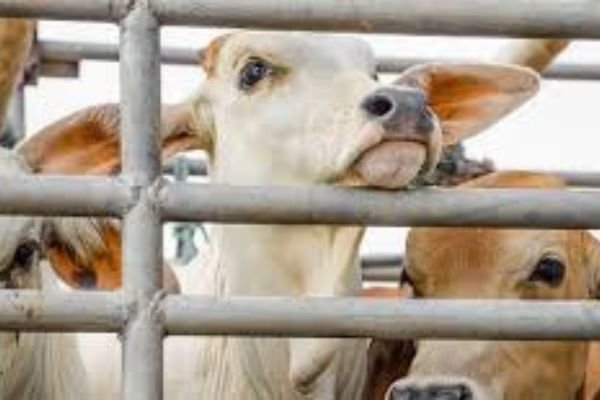 Cow Protector Cow protectors ने अवैध वध के लिए ले जा रहे 7 बैलों को बचाया