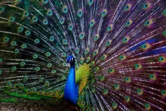 28 peacock पालम एयरबेस पर मृत पाए गए थे 12 peacock