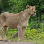 World Lion Day 2024
