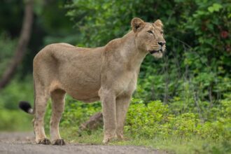 World Lion Day 2024