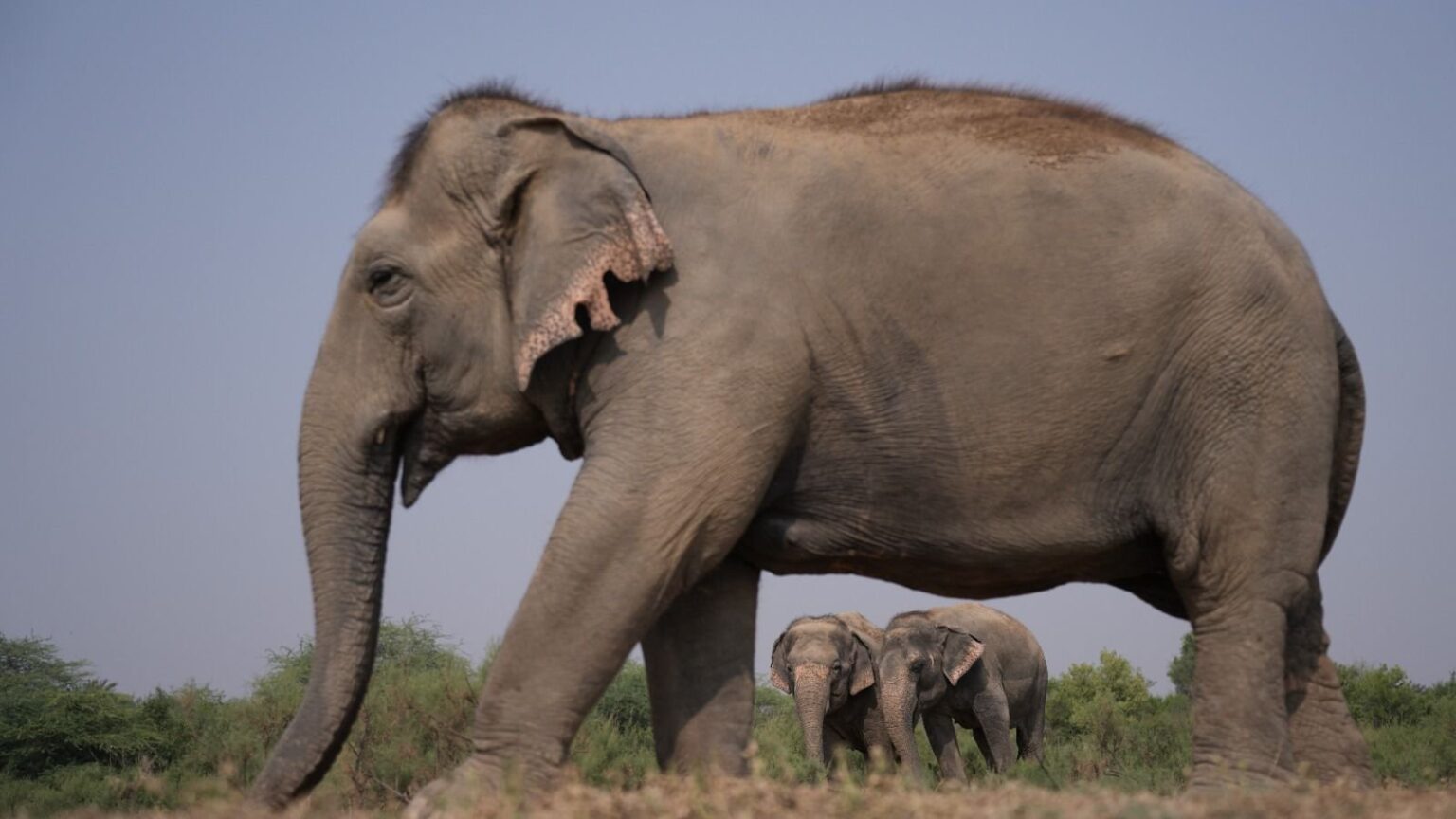 prime minister on world elephant day