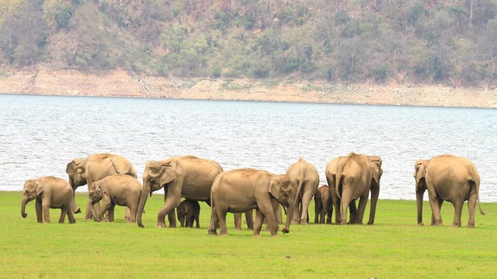 elephant