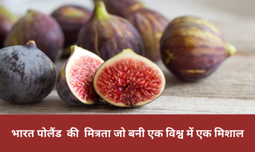 Fig Export: भारत ने पोलैंड के साथ बड़ाई व्यापार की मित्रता, जो बनी एक विश्व में एक मिशाल 2 Fig Export: भारत ने पोलैंड के साथ बड़ाई व्यापार की मित्रता, जो बनी एक विश्व में एक मिशाल