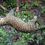 Leopard in Bijnor