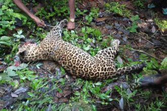 Leopard in Bijnor