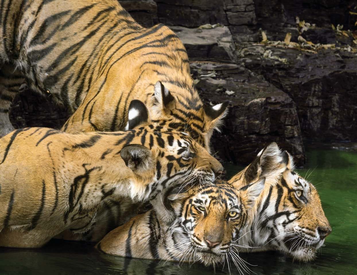 Largest Tiger Reserve in India : देश का तीसरा सबसे बड़ा टाइगर रिजर्व अब छत्तीसगढ़ में