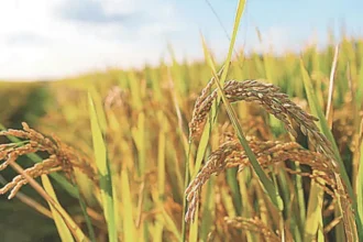 MSP for Kharif Crops: किसानों को मोदी सरकार की बड़ी सौगात, 5 फैसलों से बदले हालात