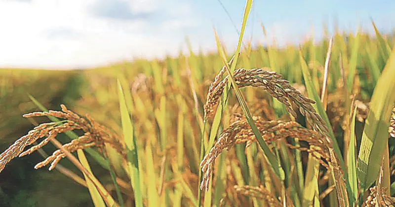 MSP for Kharif Crops: किसानों को मोदी सरकार की बड़ी सौगात, 5 फैसलों से बदले हालात