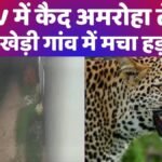 अमरोहा तेंदुआ