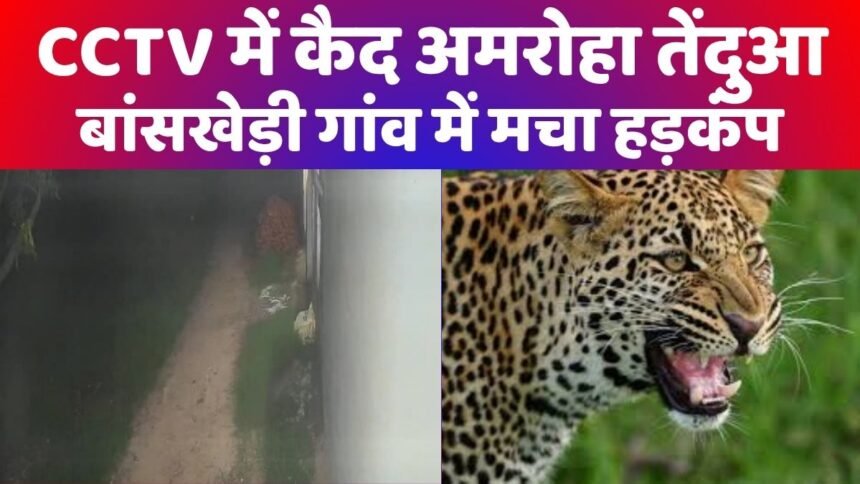अमरोहा तेंदुआ