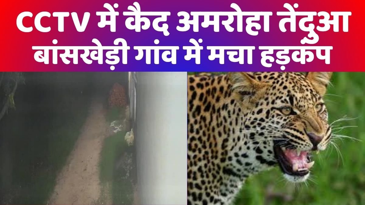 अमरोहा तेंदुआ