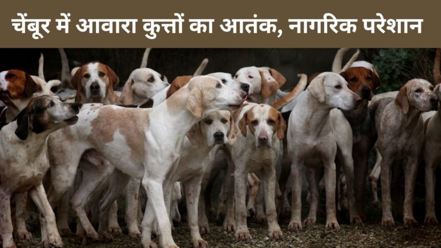 चेंबूर में आवारा कुत्तों का आतंक, नागरिक परेशान