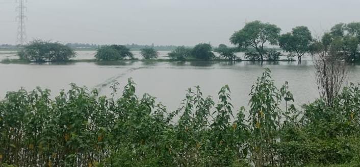 रायबरेली में भारी बारिश से बर्बाद हुई धान की फसल, 500 बीघा जमीन पर मंडराया संकट 2 krishi