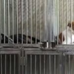 new law on dogs