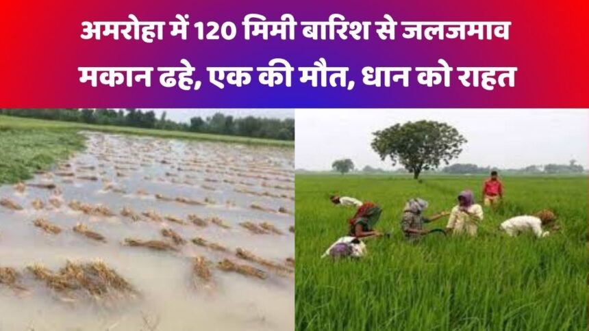 अमरोहा kisan