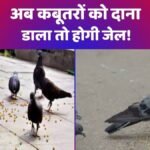 कबूतरों