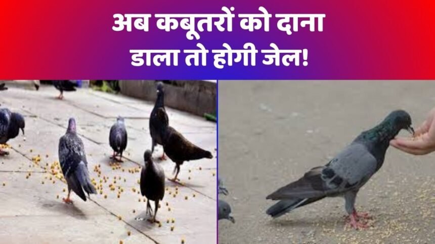 कबूतरों